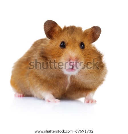 funny hamster pictures. stock photo : Funny Hamster