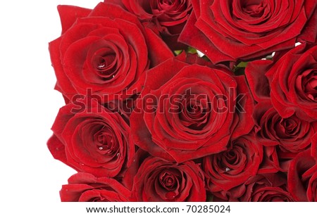 Red Roses border over white