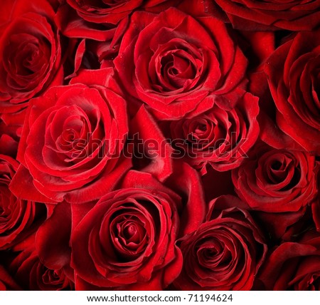 Red Roses background.Selective focus