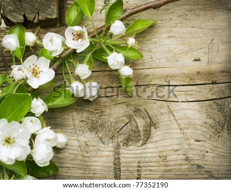 Wood background with spring flowers. Pear Blossom