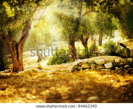 Olive Trees Olive Trees