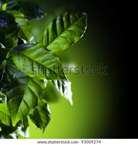 Green Leaves.Coffee Arabica Plant isolated on black
