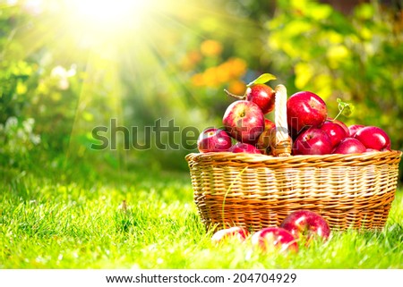 Organic Apples in a Basket outdoor. Orchard. Autumn Garden. Harvest season concept. Harvesting. Picking red apples in summer orchard. Green Grass