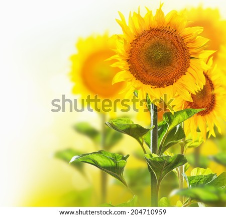 Sunflowers border design isolated on white with blurred corner background. Agriculture. Blooming sunflower closeup.Yellow flowers