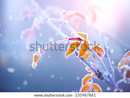 Winter nature background. Frozen branch with leaves closeup. Abstract Art design. Shallow DOF, soft focus