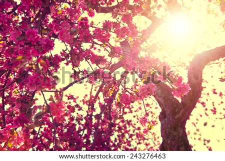 Spring Nature background blooming tree over sunny sky. Spring Blossom. Apple Flowers. Sun flare. Vintage style toned