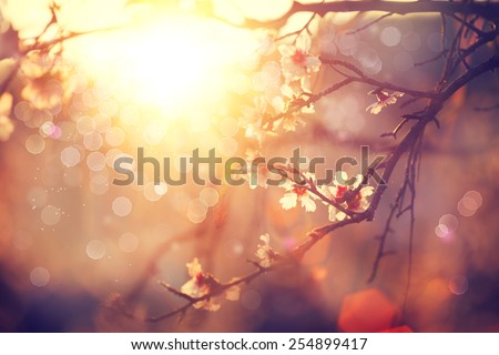Spring blossom background. Beautiful nature scene with blooming tree and sun flare. Sunny day. Spring flowers. Beautiful Orchard