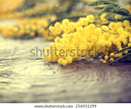 Mimosa spring flowers on the wooden table. Mother\'s Day or Easter design. Springtime. Toned photo