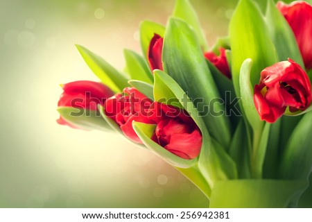 Spring Flowers bunch. Beautiful red Tulips bouquet. Elegant Easter or Mother\'s Day gift over blurred green nature background. Springtime