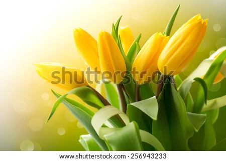 Spring Flowers bunch. Beautiful yellow Tulips bouquet. Elegant Easter or Mother\'s Day gift over nature green blurred background. Springtime.