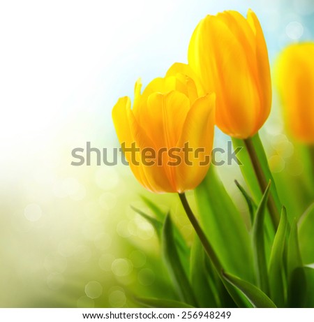 Easter Spring Flowers bunch. Beautiful yellow tulips bouquet. Elegant Mother\'s Day gift over nature green blurred background. Springtime.