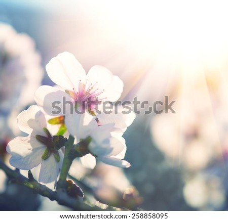 Springtime. Spring flowers blossom background. Beautiful nature scene with blooming tree and sun flare. Sunny day. Beautiful Orchard