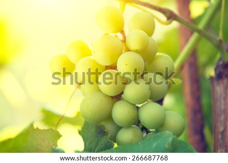 Bunch of grapes on grapevine growing in vineyard. Yellow grapes with green leaves on the vine. Soft focus