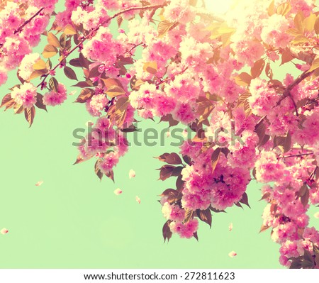 Spring blossom background. Beautiful nature scene with blooming tree and sun flare. Sunny day. Spring flowers. Beautiful Orchard. Abstract blurred background. Springtime