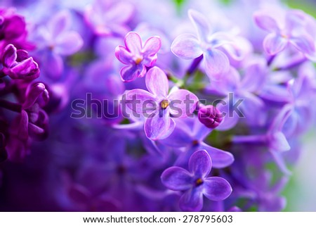 Lilac flowers bunch white art design background. Beautiful violet Lilac flower closeup. Watercolor nature floral background