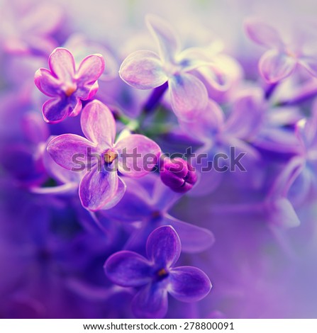 Lilac flowers bunch white art design background. Beautiful violet Lilac flower closeup. Watercolor nature floral background