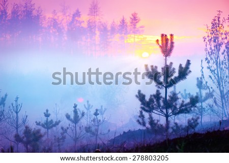 Beautiful Nature Sunrise Foggy Landscape. Misty Forest. Spring Nature. Park with Trees. Tranquil Background