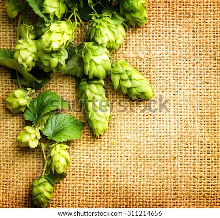 Fresh Branch of Hop with leaves and cones close up on Burlap background. Hop close up. Ingredients for Beer. Brewing beer ingredients. Brewery concept. Texture burlap backdrop. Vertical photo