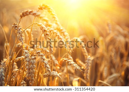 Golden wheat field. Ears of wheat close up. Beautiful Nature Sunset Landscape. Rural Scenery under Shining Sunlight. Background of ripening ears of meadow wheat field. Rich harvest Concept