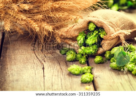 Beer brewing ingredients Hop in bag and wheat ears on wooden cracked old table. Beer brewery concept. Hop cones and wheat closeup. Sack of hops and sheaf of wheat on vintage background.