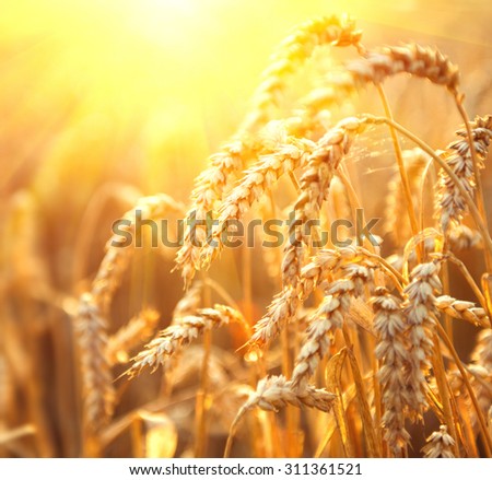 Wheat field. Beautiful ears of wheat close up. Nature sunset Landscape. Golden sundown over wheat field. Rural Scenery under Shining Sunlight. Background of ripening ears. Rich harvest Concept