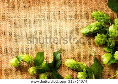 Ingredients for brewing beer. Fresh Hop on burlap close up. Green Hop cones with leaves over sack linen texture. Burlap background. Beer brewing concept. Brewery. Copy space for your text