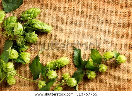 Twigs of hop over burlap background. Fresh green hops with cones on sack. Hop plant close-up. Beer production ingredient. Brewing