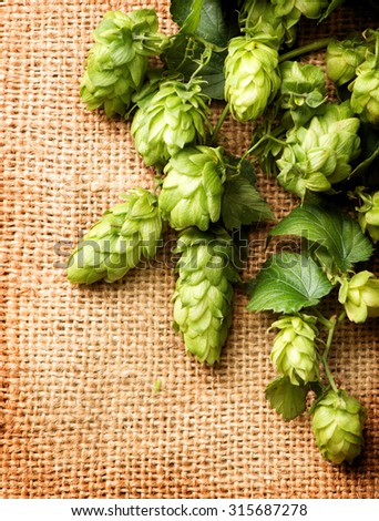 Fresh Branch of Hop with leaves and cones close up border on Burlap background. Hop close up. Ingredients for Beer. Brewing beer ingredients. Brewery concept. Texture burlap backdrop. Vertical photo