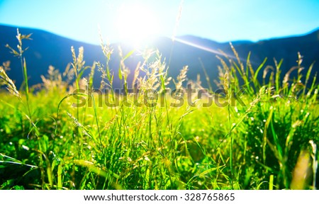 Beautiful nature landscape - Alpine meadow. Grass closeup with sunbeams. Beautiful Nature landscape
