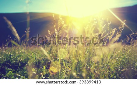 Beautiful nature landscape - Alpine meadow. Grass closeup with sunbeams. Beautiful Nature landscape with sun flare. Vintage Sepia toned