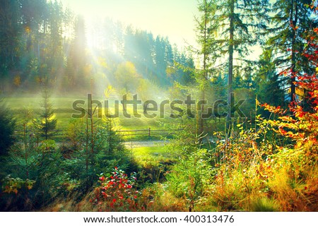 Autumn Nature scene. Beautiful morning Misty Old Forest and meadow with Sun Rays, Shadows and Fog. Forest, Park, Countryside
