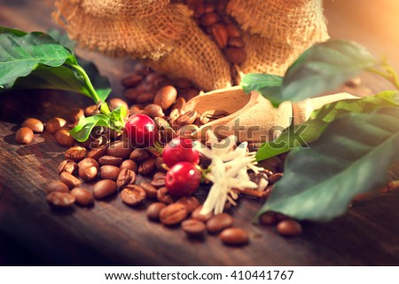 Coffee beans with real coffee fruits, flowers and leaves on wooden table close up. Red coffee beans and flower on a branch of coffee tree