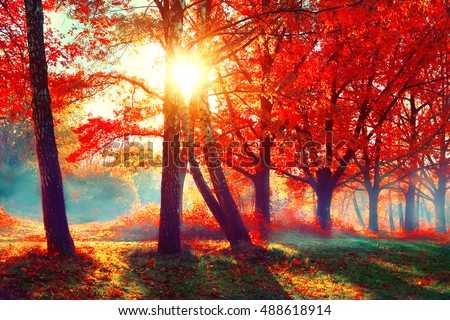 Autumn. Fall scene. Beautiful Autumnal park. Beauty nature scene. Autumn landscape, Trees and Leaves, foggy forest in Sunlight Rays