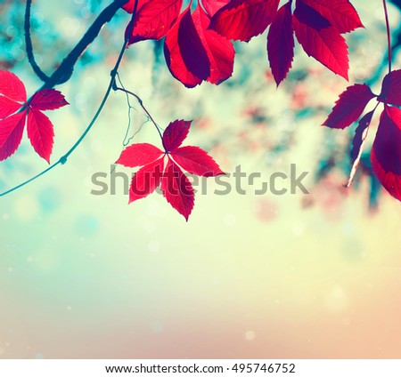Autumn leaves background. Beautiful Fall. Nature. Colorful autumnal leaf over blurred background. Beauty Autumn scene