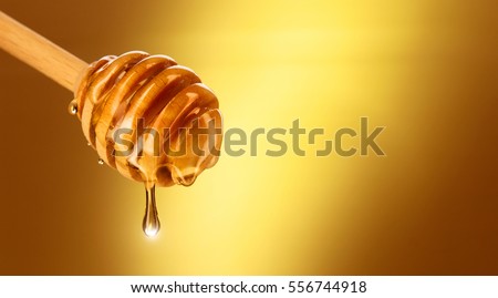 Honey dripping from honey dipper on yellow background. Thick honey dipping from the wooden honey spoon. Healthy food concept, diet, dieting