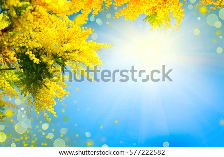 Mimosa Spring Flowers Easter background. Blooming mimosa tree over blue sky. Yellow flower border art design with sun