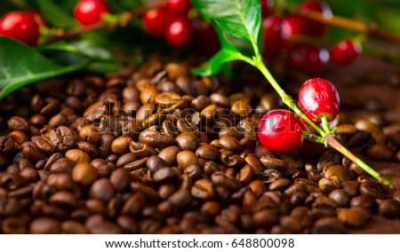 Coffee background. Real coffee Plant on roasted coffee. Border art design with Red beans on a branch of coffee tree with ripe fruits. Harvest. Roasted beans closeup. Space for your text