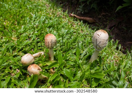 Poison mushroom in park