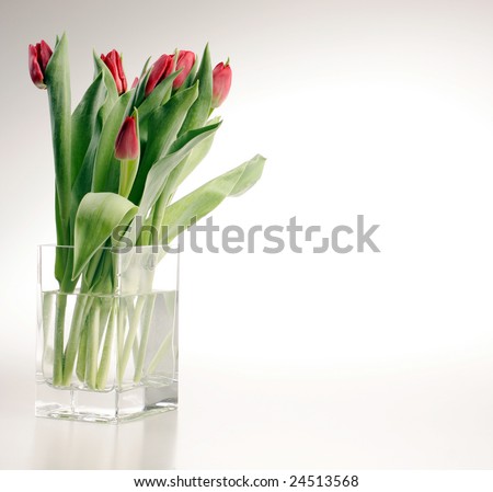 stock photo Red tulips in vase on mirror