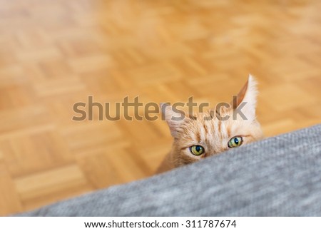 Yellow cat hidden behind a sofa in lounge - Beautiful cat with green eyes play next the the couch - main focus on the eyes