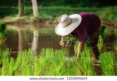 Agriculture farmer of Asia rice field worker concept. Asian farmer working on rice field outdoor in Agricultural town of Asia.Asian woman farmer labor
working in the farm for rice planting.