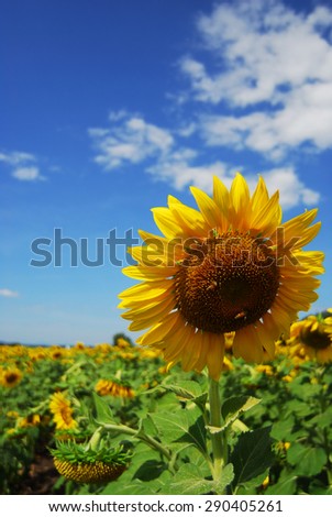 Big sunflower in the garden and blue sky, Thailand
