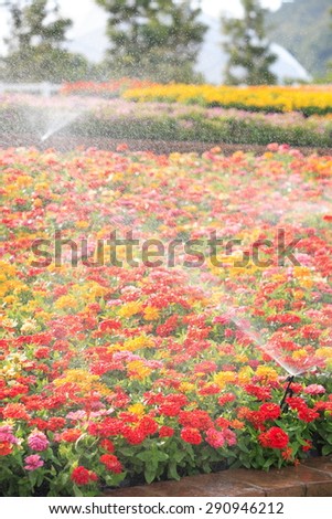 sprinkler head watering the flower