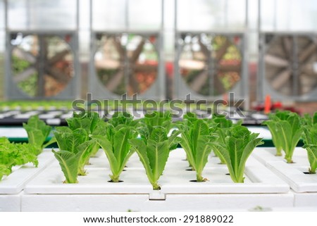 Hydroponic organic vegetable plots cultivation farm.