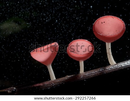 Rain beautiful pink champagne mushroom  Lined on timber