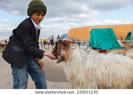 ANKARA,TURKEY - 04/10/2011:The Festival of Sacrifice (Kurban Bayrami) approaches in Islamic Wold.Animal dealers (vendors) and buyers of sacrificial meet in traditional cattle markets in Ankara, Turkey