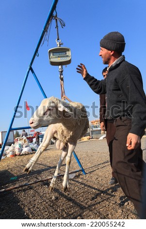 ANKARA,TURKEY - 31/10/2011 :The Festival of Sacrifice (Kurban Bayrami) approaches in Islamic Wold.Animal dealers (vendors) and buyers of sacrificial meet in traditional cattle markets in Ankara,Turkey