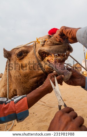 Cameleer are trying to cut hairs around mouth of the camel and the camel resists in Pushkar Camel Fair