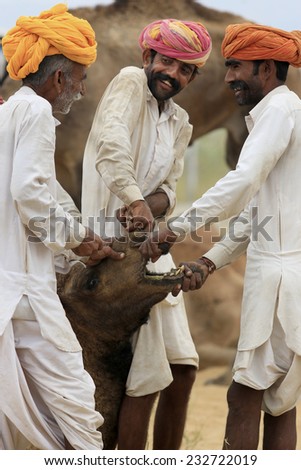 PUSHKAR,INDIA - November 1,2014 : Unidentified Camel dealers (traders),in Pushkar Camel Fair,  tries to attach \'\' nose peg for camels \'\' while camel resist to this.