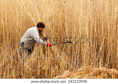 AFYONKARAHISAR,TURKEY - November 9,2013 :  Unidentified workers harvest reeds and bulrush from the Lake Eber in Afyon,Turkey and sells them to the matting industry.